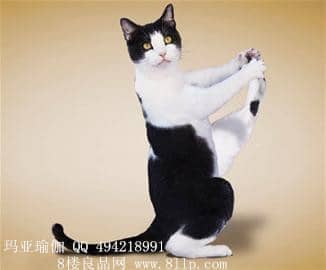 迷罗【养生瑜伽】