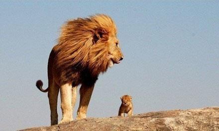 狮子与疯狗